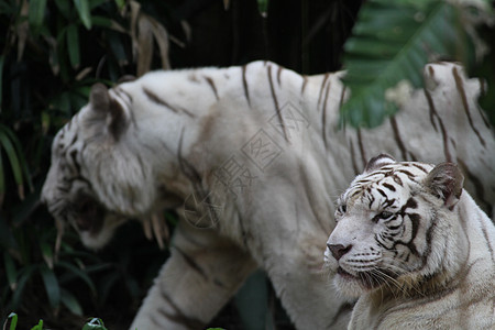 白虎野生动物动物群白色毛皮老虎动物园捕食者舌头图片