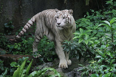 白虎动物园捕食者毛皮动物群老虎野生动物白色舌头图片