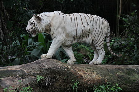 白虎捕食者野生动物动物园动物群老虎舌头毛皮白色图片