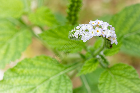 美丽的野花白色绿色园艺花瓣植物场地紫色荒野花束蓝色图片