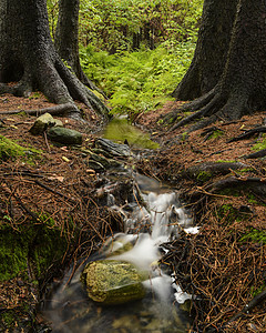 索尔马克a溪流自然界树木林地景观森林图片