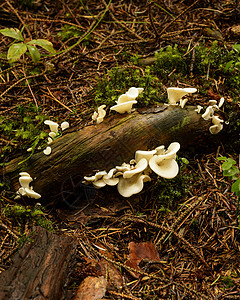 索尔马克a自然界木耳树木菌类木头花草森林景观林地图片