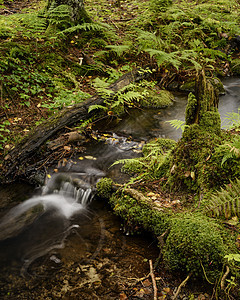 索尔马克a溪流森林景观树木自然界林地图片