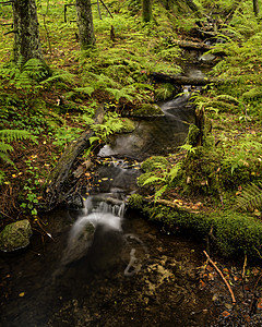 索尔马克a森林林地树木自然界景观溪流图片