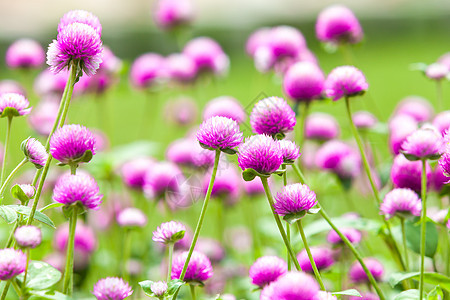 美丽的粉红色花朵叶子公园植物卡片草地紫色植物群宏观场景雏菊图片