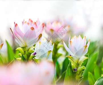 粉花花季节植物草地背景场地太阳宏观公园雏菊墙纸图片