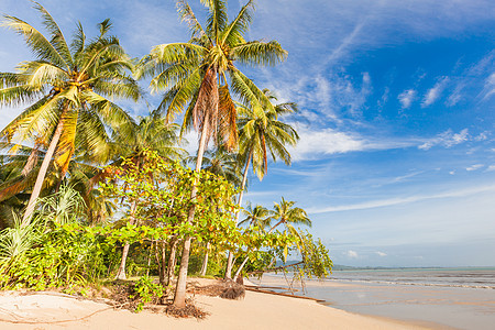 蓝天空和棕榈树上的班加萨克海滩海岸叶子休息支撑天空蓝色植物旅游海滩天堂图片