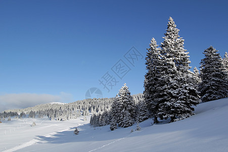 瑞士冬季的Jura山Jura山美丽风景木头公园天空季节气候针叶全景环境图片