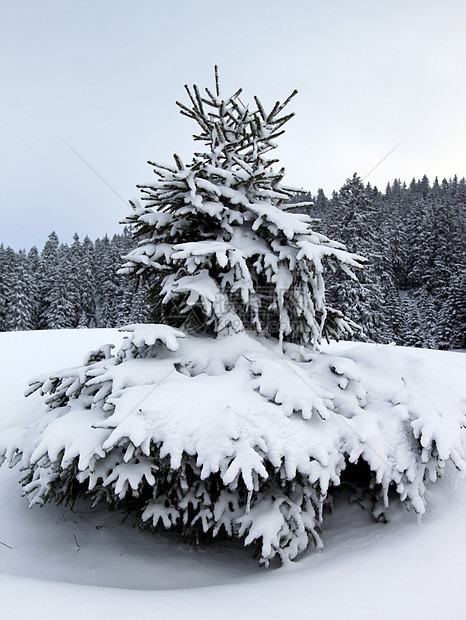 冬天的Fir树 瑞士Jura山环境季节美丽天空全景公园气候森林降雪高地图片