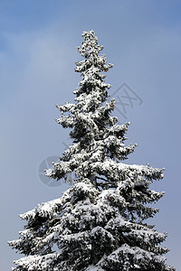 冬天的Fir树季节环境公园木头全景植物群天气降雪森林高地图片