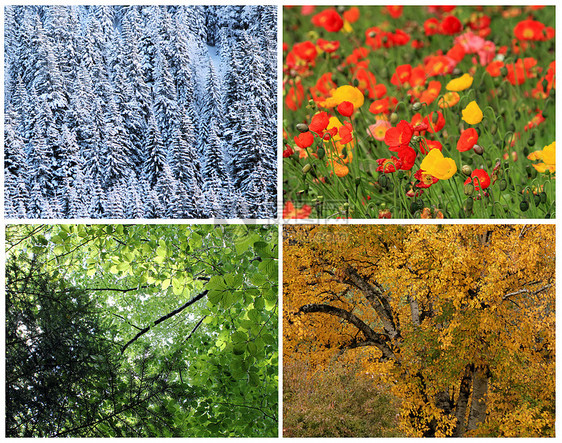 四季拼贴时间季节植物学收藏橙子树干叶子分支机构树叶天气图片