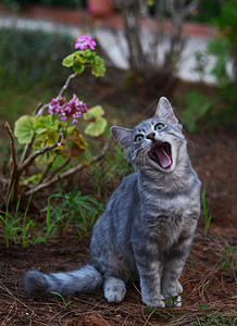 美丽的猫打哈欠图片