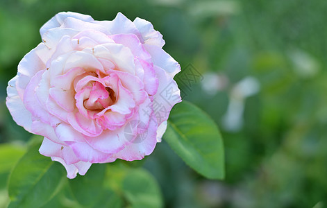 自然的美丽玫瑰花瓣环境生长日光宏观植物植物群植物学园艺花园图片