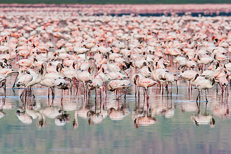 纳库鲁湖上数以千计的火烈鸟图片