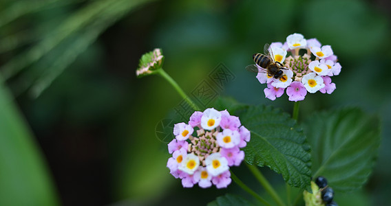 大自然花儿的蜜蜂野生动物昆虫生物学宏观居住生态国家甘菊花园场地背景图片
