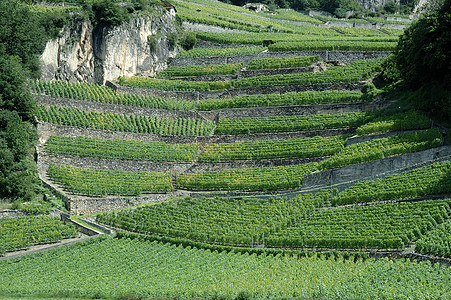 瑞士 - 葡萄园图片