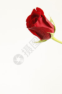 一只红色的红玫瑰玫瑰白色图片