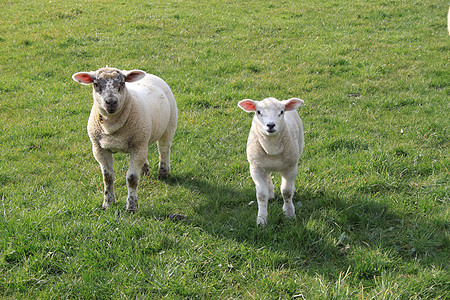 羔羊饲养场地后代白色绿色羊毛农场食物羊肉图片