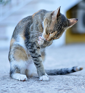 自行洗猫本身男性宠物哺乳动物白色洗涤猫咪连体爪子猫科毛皮图片