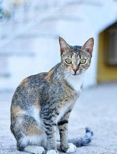 花园中的可爱猫图片