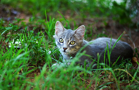 小猫咪在花园里放松图片