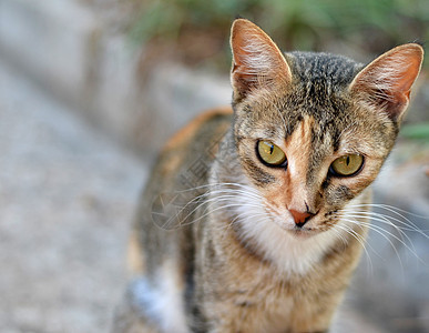 花园里严重猫猫图片