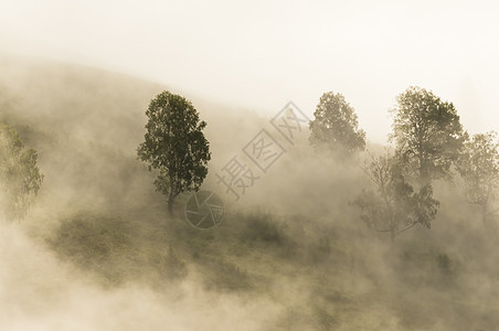 雾在树上图片