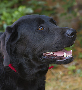 黑色拉布拉多猎犬伴侣警报牙齿宠物外套注意力朋友动物哺乳动物图片