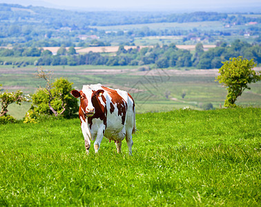 Friesian 牛牛农业奶制品白色牛奶乡村哺乳动物奶牛棕色场景草地图片