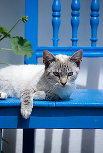 小猫白色条纹宠物猫科动物椅子蓝色眼睛哺乳动物动物图片