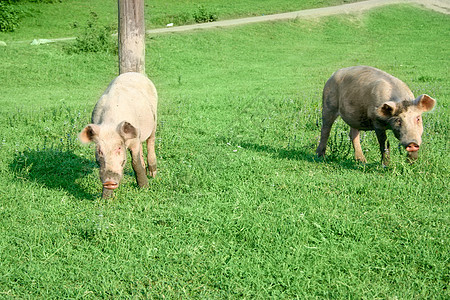 家猪比例农业天堂场地喜悦插图产品阳光高尔夫球蓝色图片