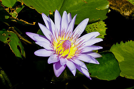 紫色莲花在公园里蓝色天空百合卡片花园荷花池塘太阳身体温泉图片