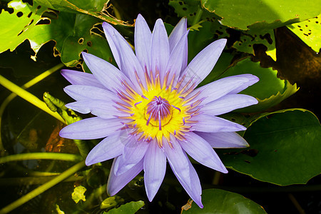 紫色莲花在公园里天空环境荷花花园季节身体荒野卡片百合莲花瓣图片