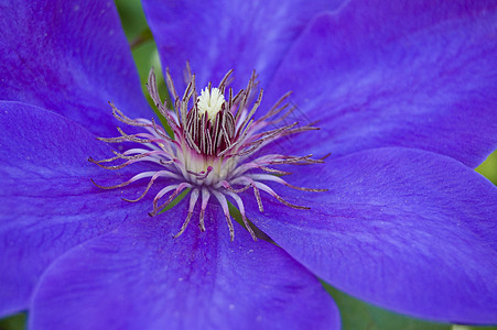 蓝蓝色薄膜蓝色宏观淡紫色叶子植物紫色图片