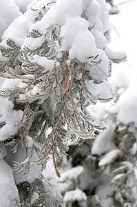 冰冻雪松树图片