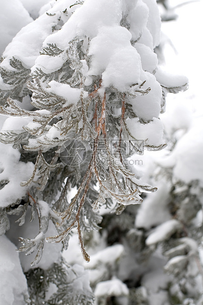 冰冻雪松树图片