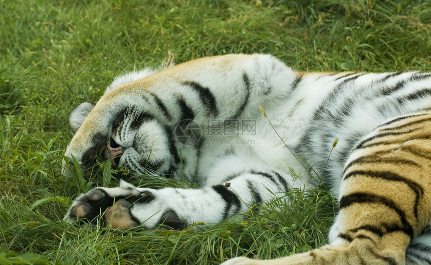 睡老虎鼻子猫科动物食肉野生动物荒野毛皮动物白色橙子绿色图片