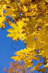 秋季颜色树叶黄色分支机构生长森林叶子植物植物学环境图片