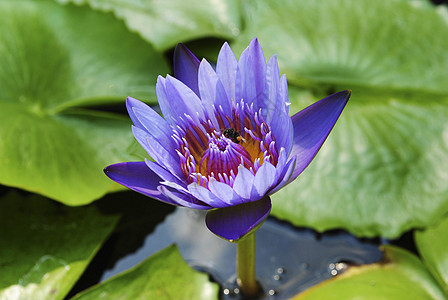 紫罗兰水百合 池塘上含莲花叶花瓣花园季节植物植物学公园环境树叶百合荒野图片