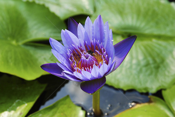 紫罗兰水百合 池塘上含莲花叶花瓣花园季节植物植物学公园环境树叶百合荒野图片