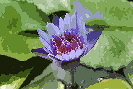 紫罗兰水百合 池塘上含莲花叶植物学百合树叶公园明信片花瓣异国情调荷花花朵图片