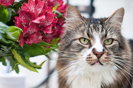 猫的肖像植物群动物粉色植物生活叶子紫色红色花束宠物图片