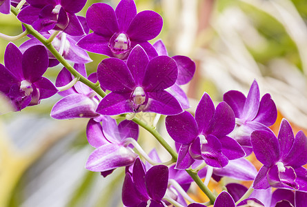 紫兰花红色紫色植物粉色热带美丽异国叶子情调兰花背景图片