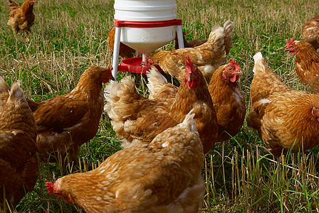 自由范围有机鸡农家院食物养鸡母鸡免费动物牧场公鸡饲养场团体图片