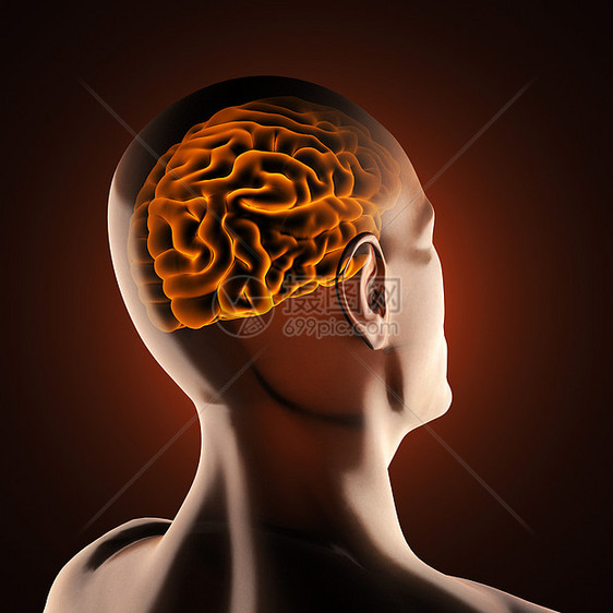 人类脑放射摄影扫描男性谐振医疗器官诊断扫描器男人科学身体x光图片