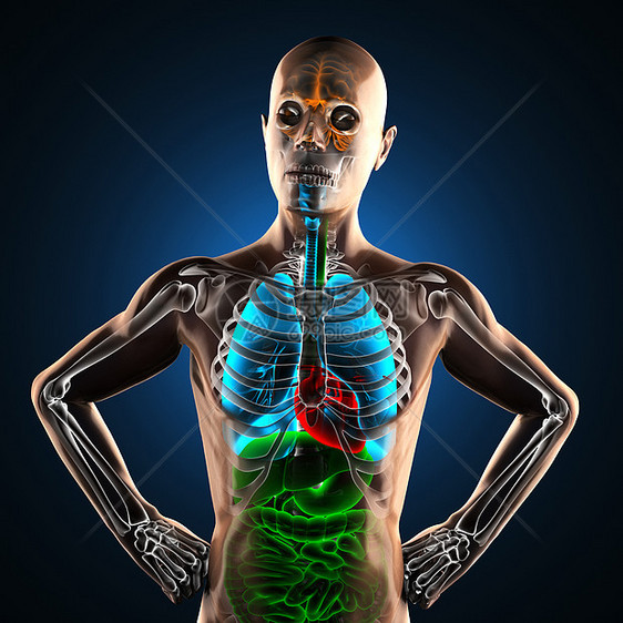 射线摄影扫描仪男性扫描解剖学医生病人教育躯干疾病药品科学图片