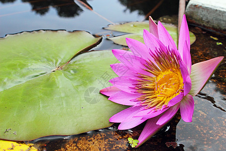 美丽的粉红水百合植物粉色池塘图片