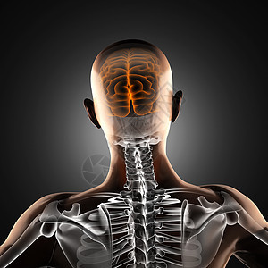 人类脑放射摄影扫描扫描器谐振断层放射科药品生物学身体男人病人骨骼图片