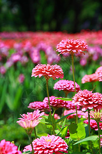 花朵多彩场地蓝色植物群公园植物环境叶子花坛草地美化图片