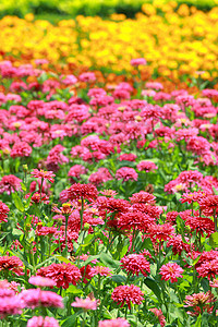 花朵多彩环境花瓣叶子墙纸场地植物群美化植物草地公园图片
